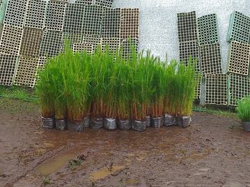 Silvicultores de Pachuca-Tulancingo cumplen 35 años promoviendo la conservación forestal