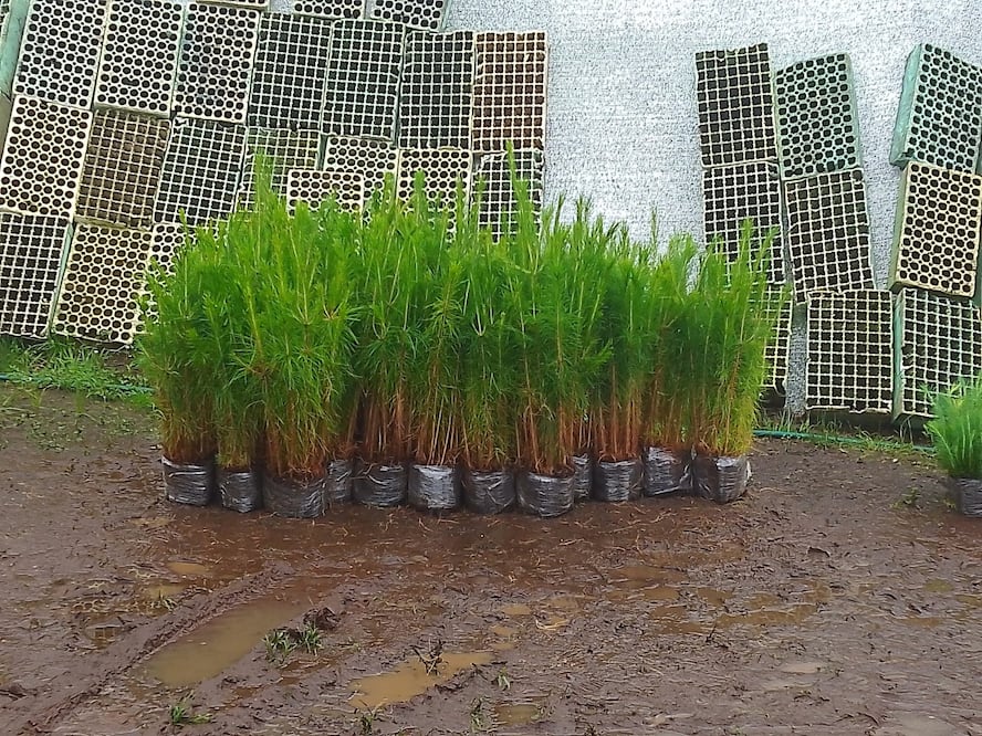 ¡35 años cuidando nuestros bosques! Foto: especial