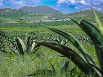 En Jalapilla, el pulque no solo se bebe, se hereda con orgullo | Foto: Josué Ortiz