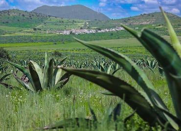 Tlachiqueros de Jalapilla: el arte del pulque y la vida entre magueyes