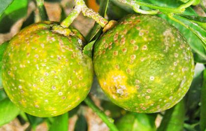 Virus HLB ataca plantación de cítricos en la Huasteca