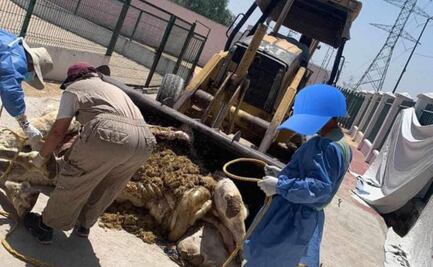 El municipio de Tizayuca explica que dromedario murió por enfermedad