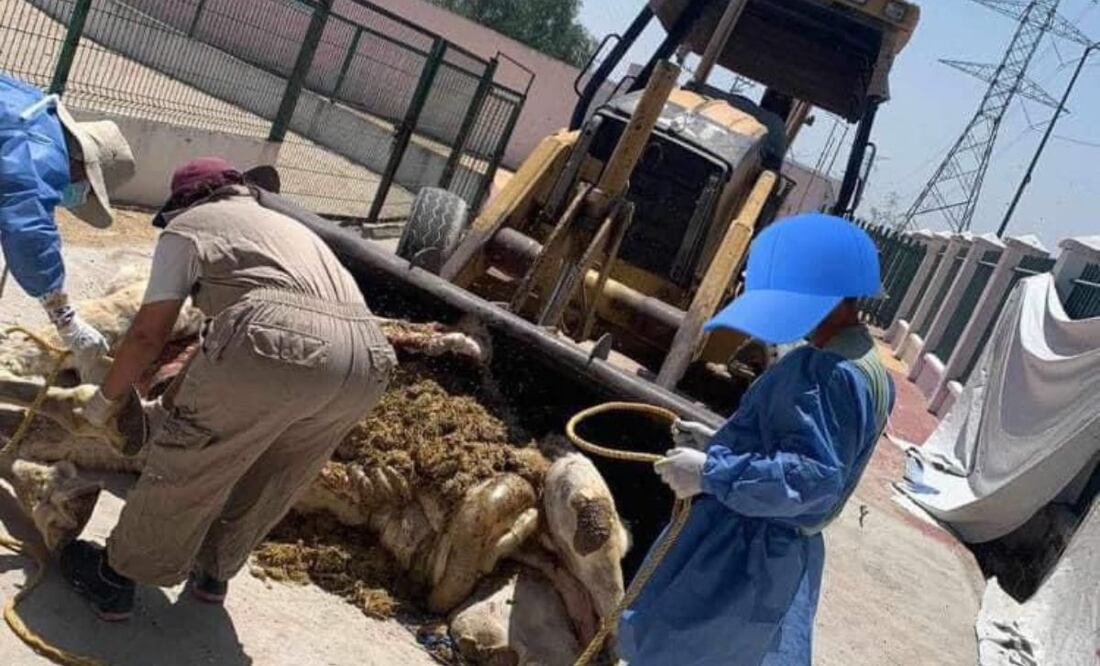El recinto cuenta con más de 150 ejemplares, entre especies exóticas y animales de granja, aves, entre otros | Foto: Especial