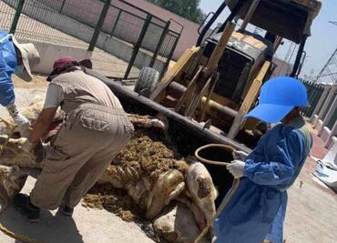 El municipio de Tizayuca explica que dromedario murió por enfermedad