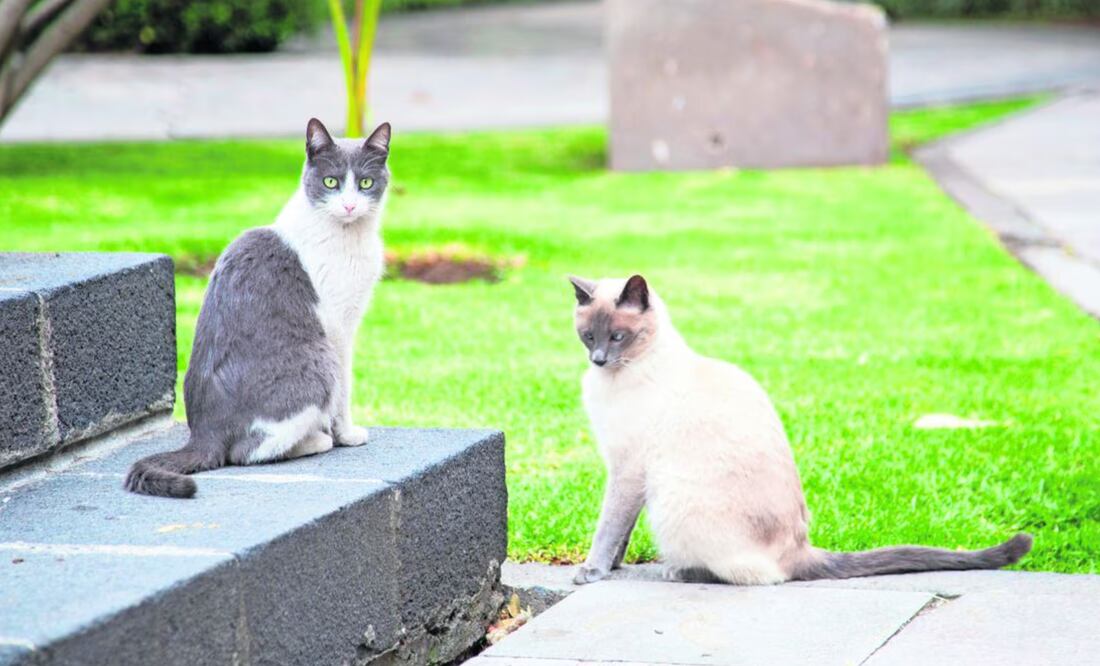 Todos los gatitos que habitan en Palacio Nacional cuentan con un chip que contiene su información básica | Foto: El Universal