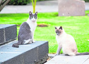 PETA agradece a AMLO protección a gatos de Palacio Nacional