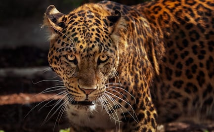 Hidalgo celebra la Semana de Conservación del Jaguar con actividades educativas y culturales