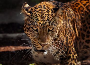 Hidalgo celebra la Semana de Conservación del Jaguar con actividades educativas y culturales
