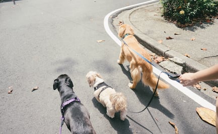 ¿Quieres ser paseador de perros? Lanzan curso en CDMX