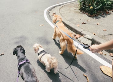 ¿Quieres ser paseador de perros? Lanzan curso en CDMX