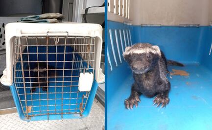 Grisón causó pánico en salón de clases; lo trasladan al Tecnológico de Huejutla