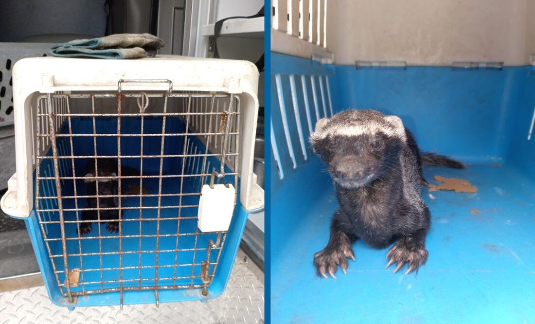 En Tulancingo se observó en una plaza pública un felino que era mascota, similar caso ocurrió en Mixquiahuala de Juárez  | Fotos: Especiales