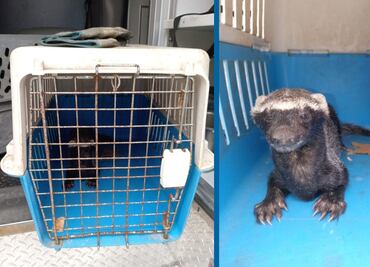 Grisón causó pánico en salón de clases; lo trasladan al Tecnológico de Huejutla