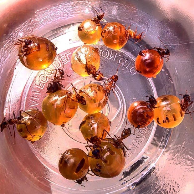 Los insectos se consumen desde los tiempos prehispánicos y creen en sus propiedades curativas; ahora casi están extintas por el cambio climático I Foto: Ricardo Calleja