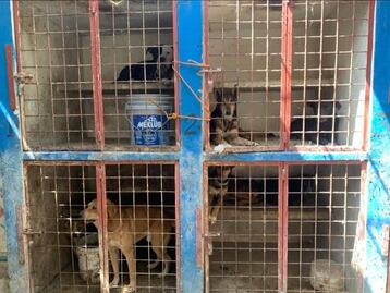 Investigan posible perrera clandestina en Mixquiahuala; activistas denuncian maltrato y tortura animal