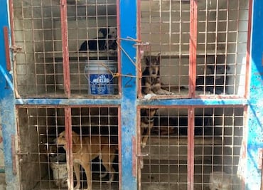 Investigan posible perrera clandestina en Mixquiahuala; activistas denuncian maltrato y tortura animal