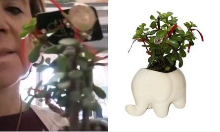 Mujer critica a Walmart por vender "plantas anticristianas" para Año