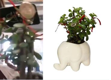 Mujer critica a Walmart por vender "plantas anticristianas" para Año