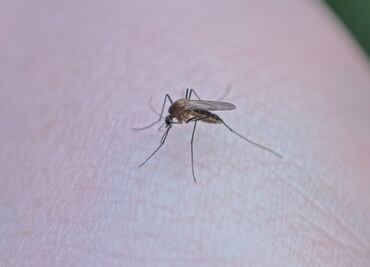 Estrategias de control integral de vectores en Hidalgo