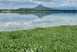 Avanza consulta para restauración ecológica en la presa Endhó