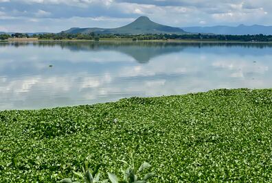 Avanza consulta para restauración ecológica en la presa Endhó