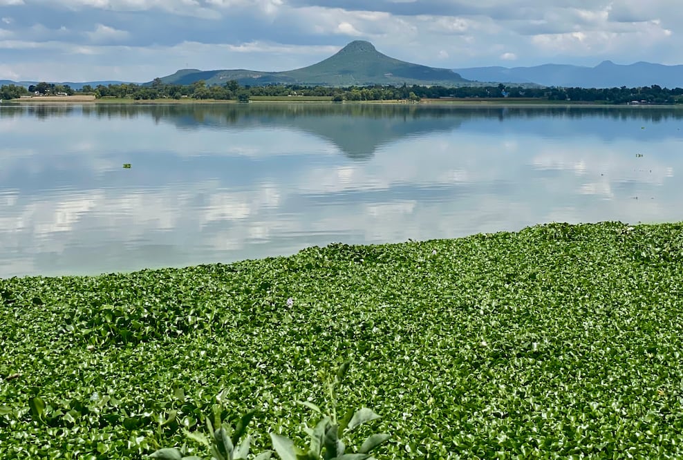 El Programa de Restauración Ecológica del Área de Influencia de la Presa Endhó se proyecta a 12 años | Foto: especial