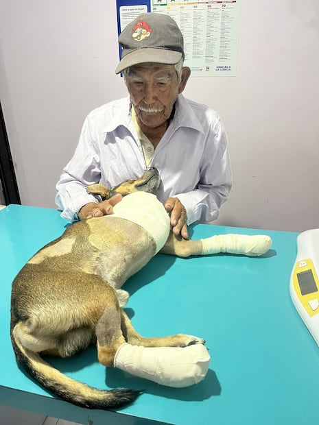¡Maylon vuelve a casa! El perro atropellado en Pachuca se reencuentra con Don Felipe | Facebook: Bere Gutierrez