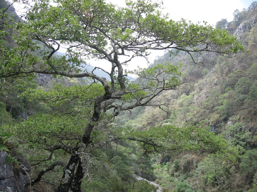 Caminos que llevan a lo inesperado | Foto: Wikimedia Commons