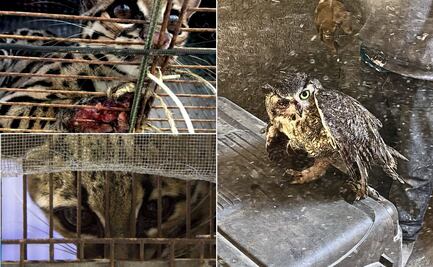 Impunidad incrementa el tráfico de vida silvestre: Biofutura