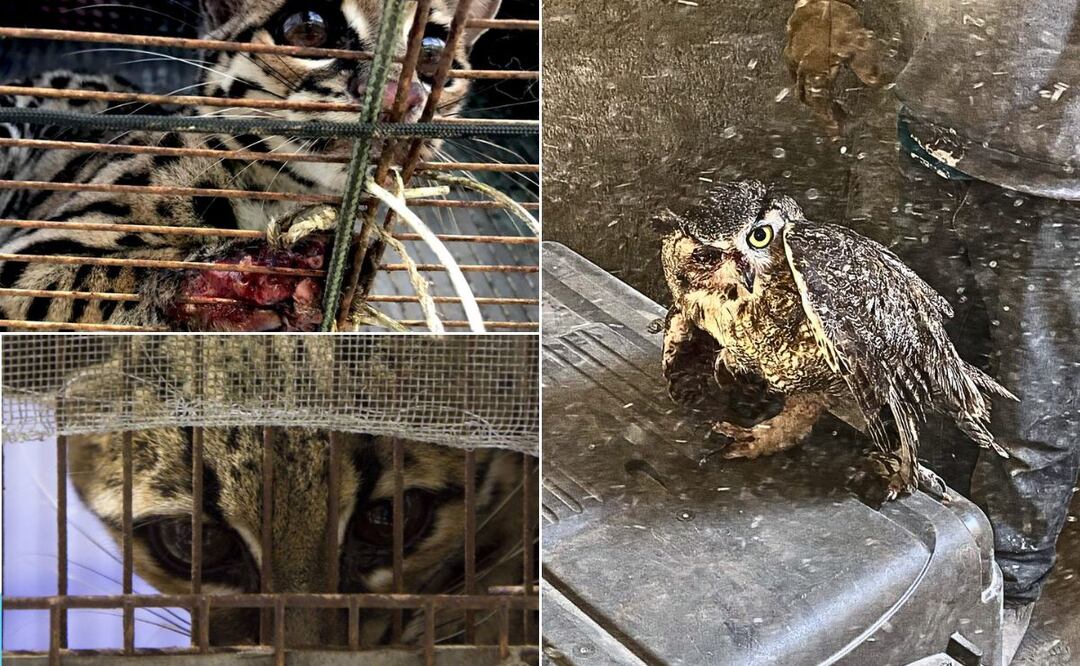 En Tulancingo, Mixquiahuala y Tlahuelilpan se han detectado animales exóticos como felinos de gran tamaño que caminan por las calles | Facebook: Biofutura Ac