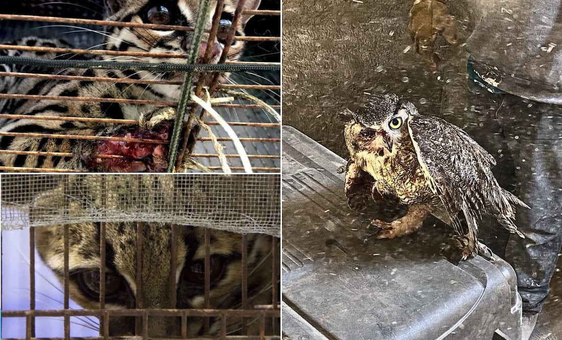 En Tulancingo, Mixquiahuala y Tlahuelilpan se han detectado animales exóticos como felinos de gran tamaño que caminan por las calles | Facebook: Biofutura Ac