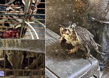 Impunidad incrementa el tráfico de vida silvestre: Biofutura