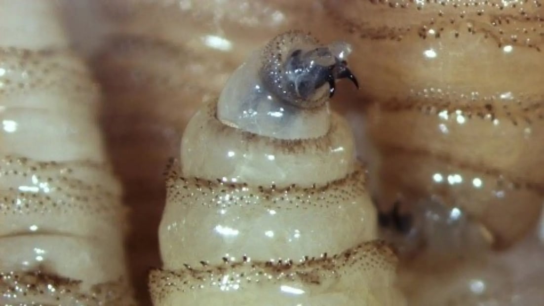 Gusano barrenador del ganado se extiende a más de 40 municipios de Hidalgo | Foto: especial