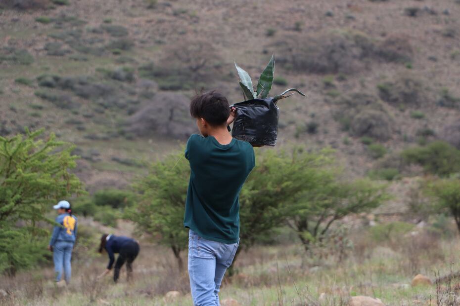 Reforestación en Cerro Grande: UTTT y Semarnath unen fuerzas por el medio ambiente | Foto: Semarnath