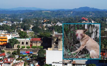 Maltrato animal: En Huejutla Intentan sacarle los ojos a perrita