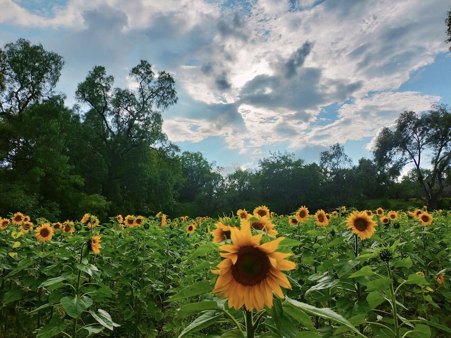 ¡Más de 300 mil girasoles están en flor en Tula, Hidalgo! Facebook: Rancho "Los Álamos"