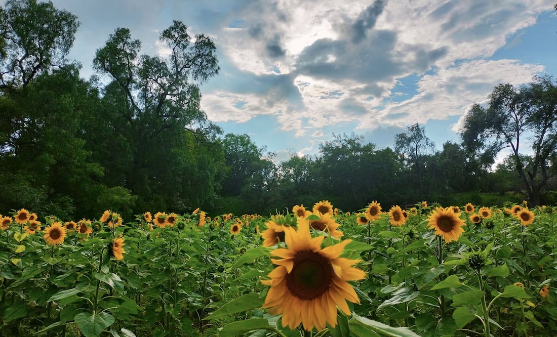 ¡Más de 300 mil girasoles están en flor en Tula, Hidalgo! Facebook: Rancho "Los Álamos"