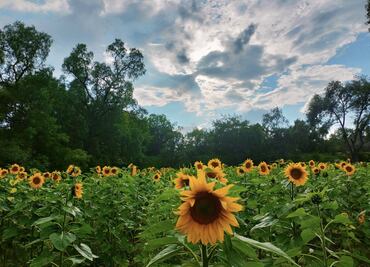 Campo de girasoles florece en Tula como atractivo turístico temporal