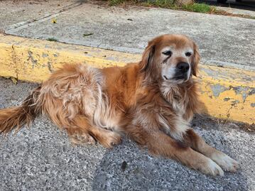 Tulancingo lanza campaña de esterilización para mascotas, promoviendo el bienestar animal