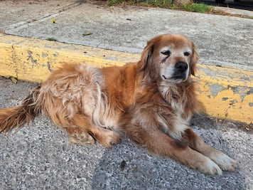 Tulancingo lanza campaña de esterilización para mascotas, promoviendo el bienestar animal