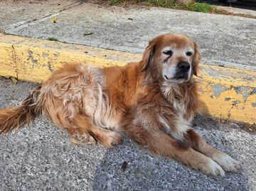 Tulancingo lanza campaña de esterilización para mascotas, promoviendo el bienestar animal