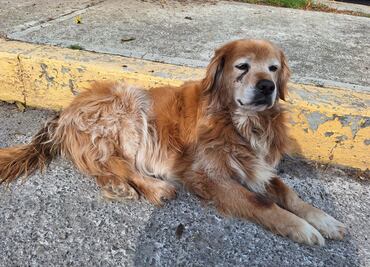 Tulancingo lanza campaña de esterilización para mascotas, promoviendo el bienestar animal