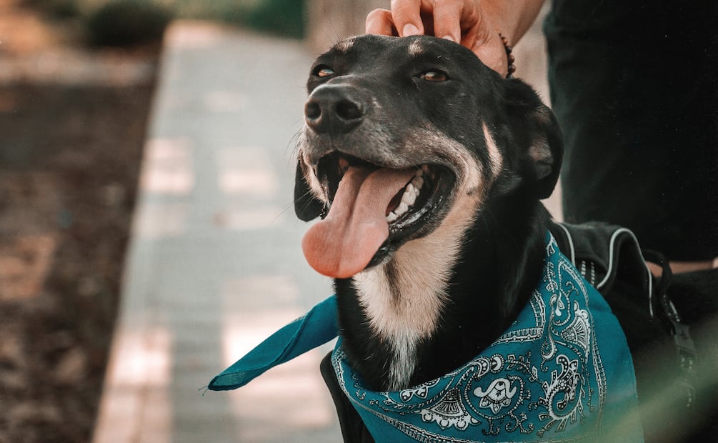 Pachuca convoca a integrar el nuevo Consejo Municipal de Bienestar Animal | Foto: Studio Mexico