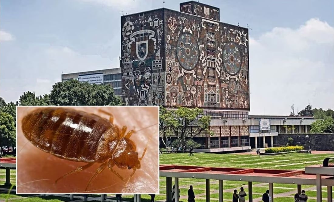García Vilchis señaló que la UNAM cerró algunas escuelas para fumigarlas y en donde “solo encontraron un insecto” | Fotos: Especiales