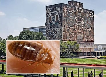 Es falso que exista una plaga de chinches en México: Vilchis