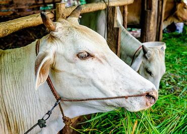Trabaja Secretaría del Campo de Tulancingo en seguridad alimentaria