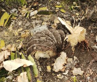 Alertan por saqueo de biznagas en Ixmiquilpan