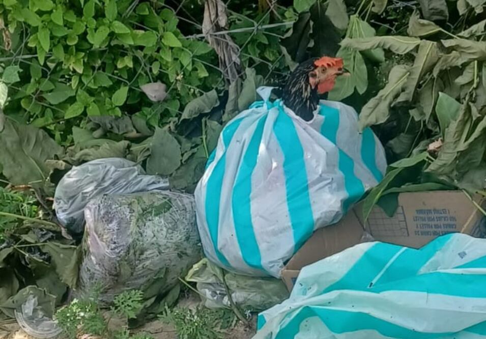 En Huejutla, vecinos de la colonia Tepeyac reportaron la aparición de pollos dentro de bolsas tirados en la basuraFoto: Especial
