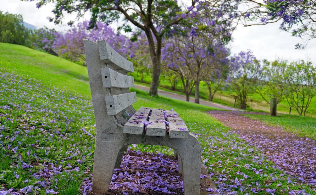 Señal de alerta que jacarandas florezcan durante enero en CDMX | Foto: Pixabay