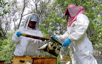 Las abejas también van al hospital; “si desaparecen también lo haremos nosotros” 